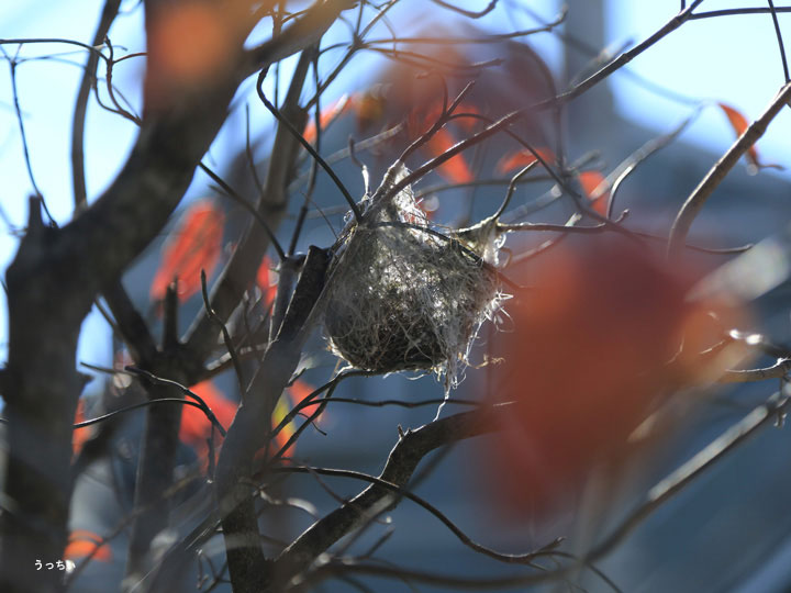 ハナミヅキに鳥の巣