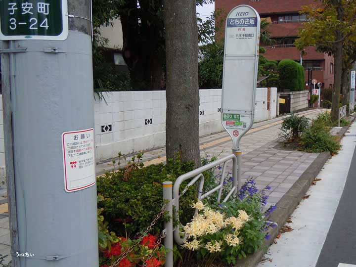 とちのき坂：バス停の白い彼岸花