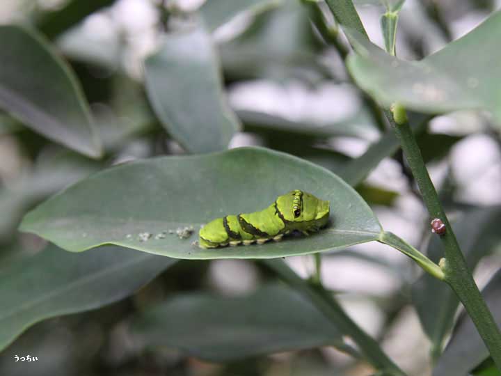 アゲハ蝶　幼虫