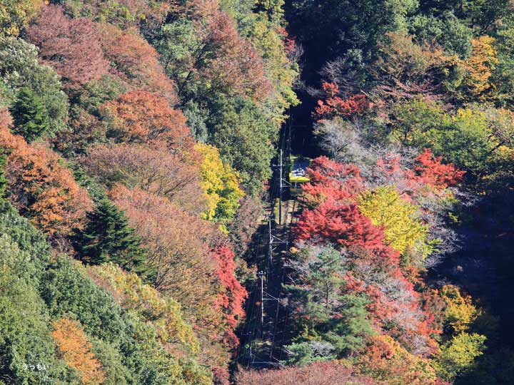 日本一の傾斜 紅葉のケーブルカー