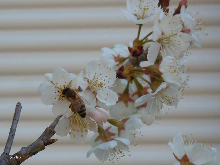 桜にミツバチ