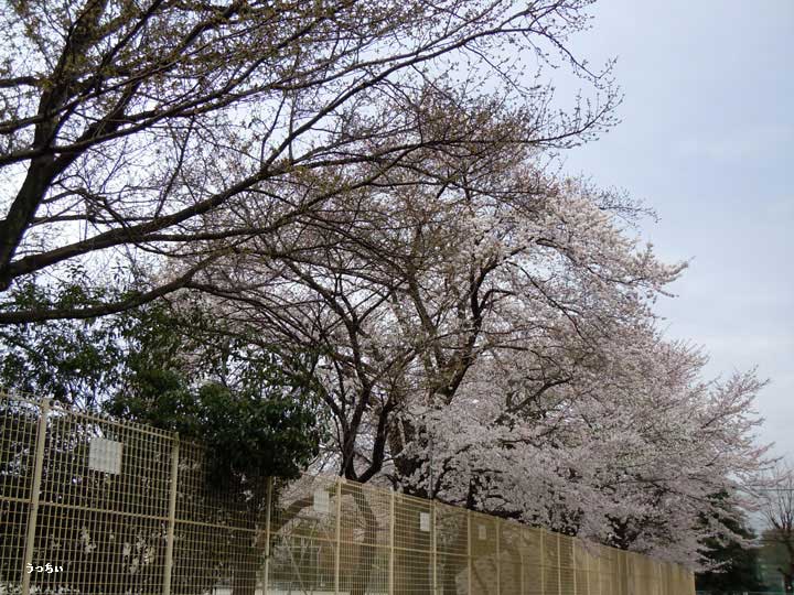 由井第一小学校の桜