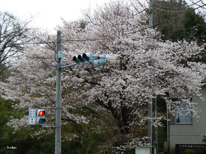 打越町福祉文化会館桜