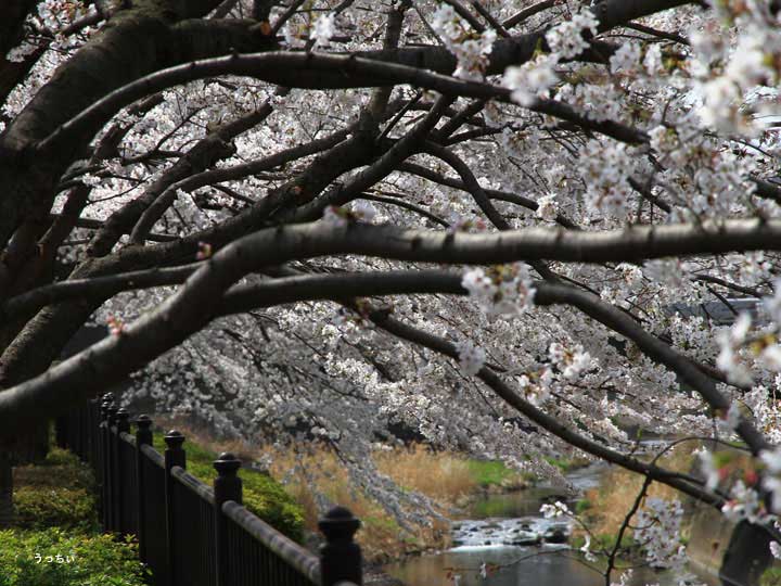 湯殿川の桜