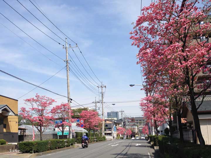 JR片倉駅の北側の通りはあかい花水木が並びます。