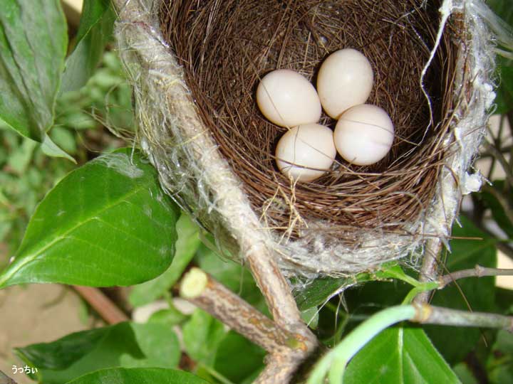 花ミズキの葉に隠れた鳥の巣の中には、小さな卵と枝の切り口