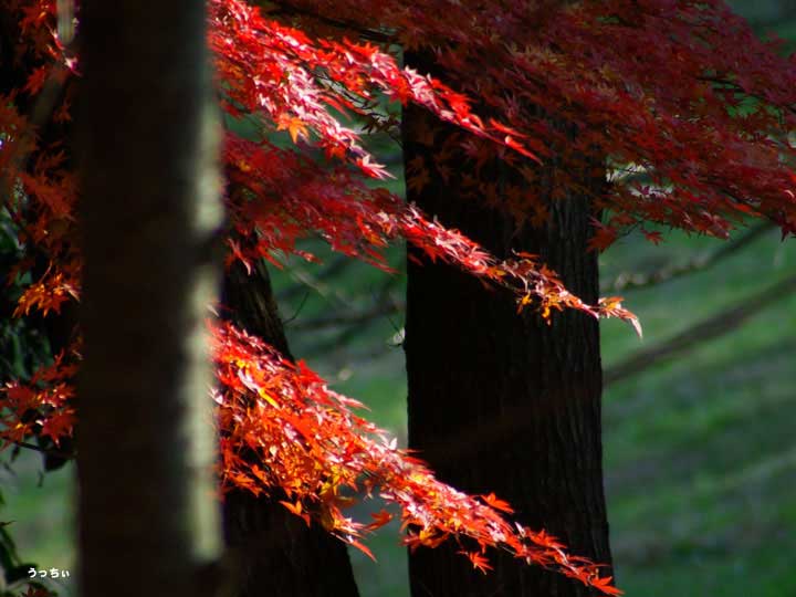 秋の紅葉 2
