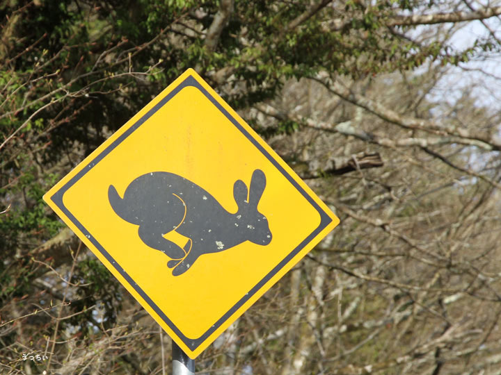 出先で見つけた標識 ウサギ注意：ウサギ 1